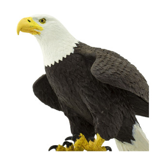 Белоголовый орлан, XL