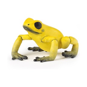 Экваториальная желтая лягушка